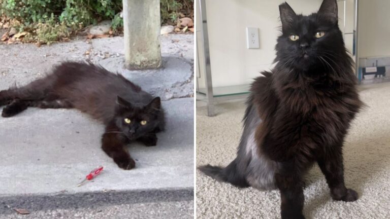 LA Actress Adopts A Cat With Cancer For Her Last Days Only To Witness An Incredible Miracle