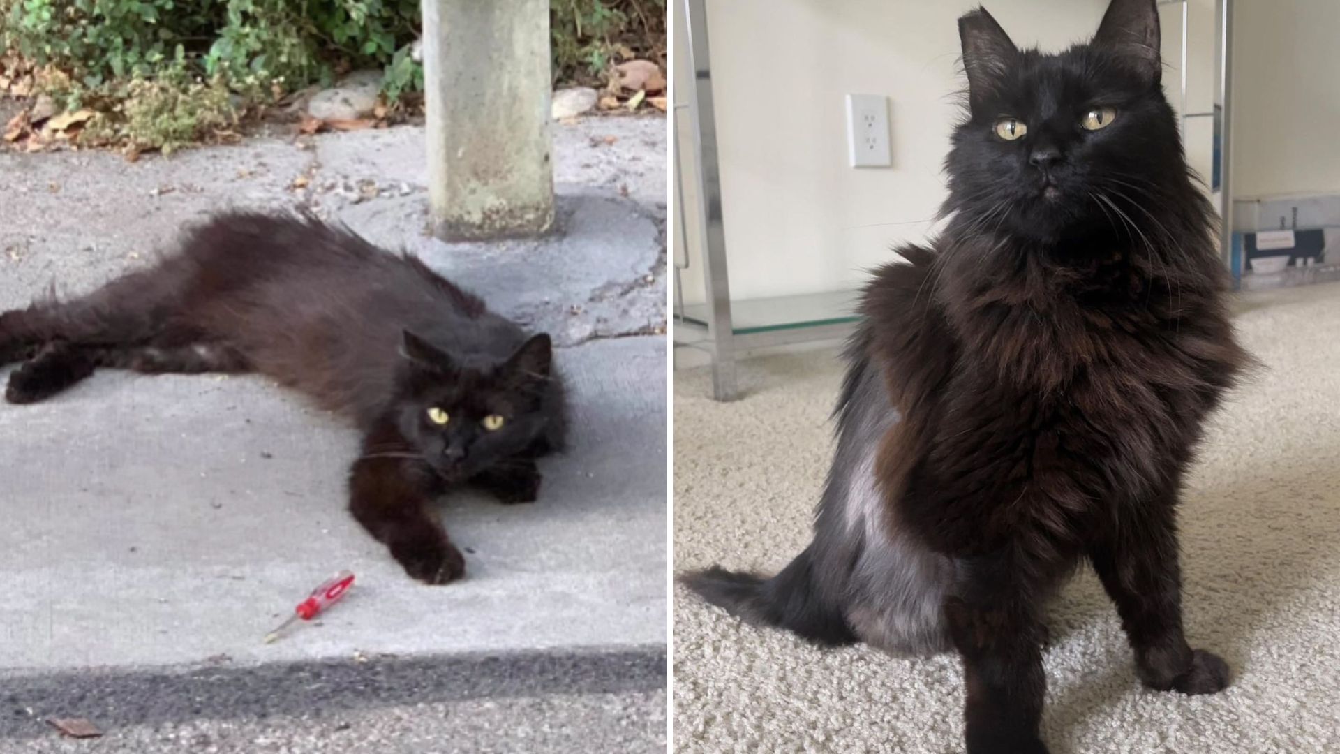 LA Actress Adopts A Cat With Cancer For Her Last Days Only To Witness An Incredible Miracle
