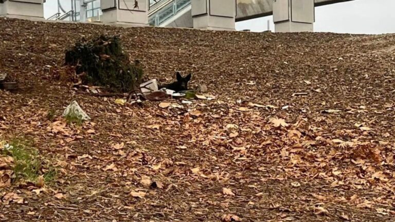 dog lying on the ground