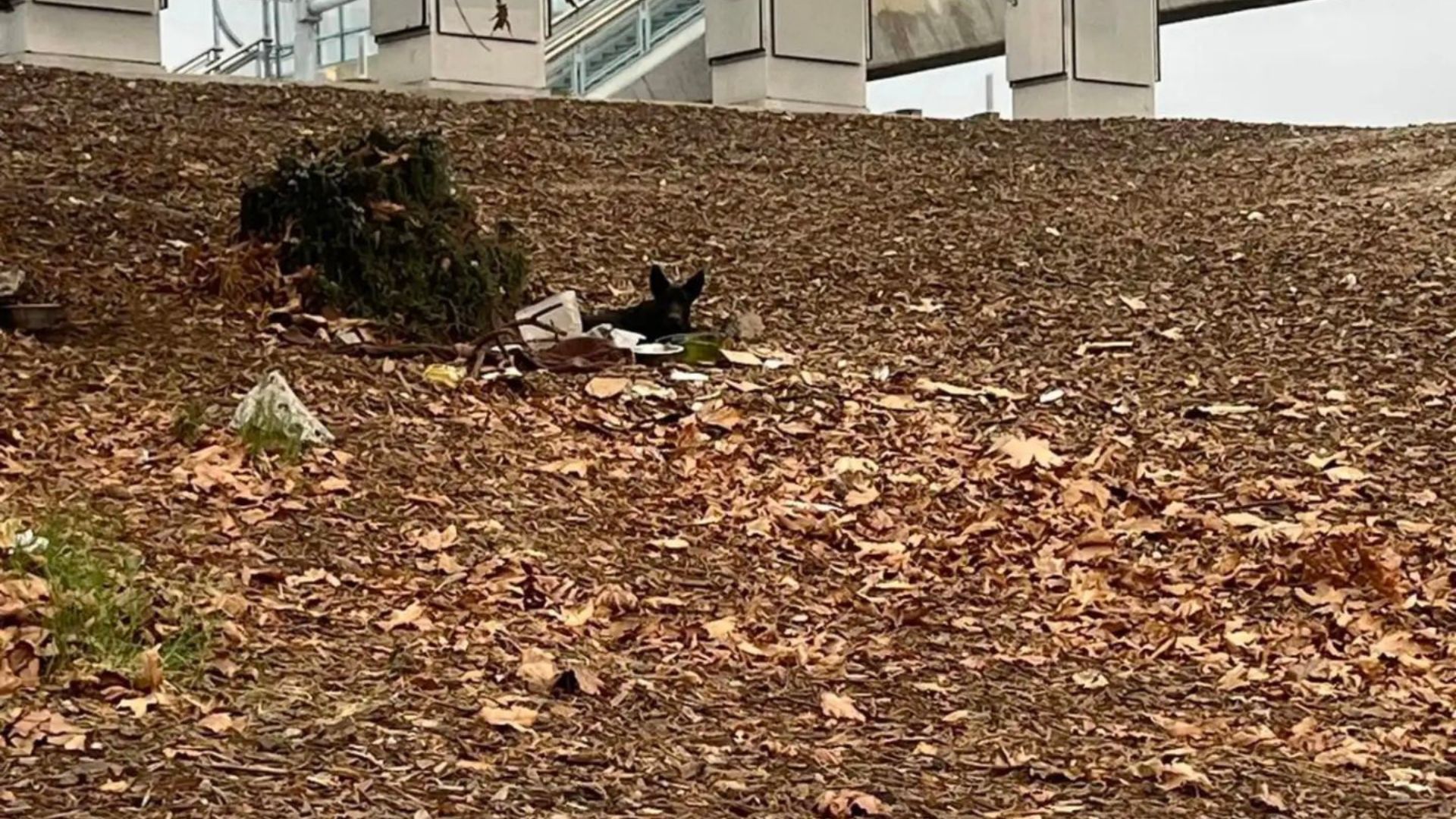 dog lying on the ground