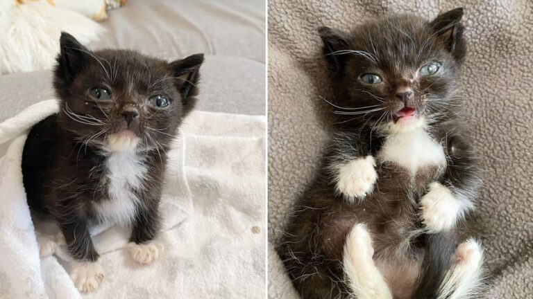 tiny kitten