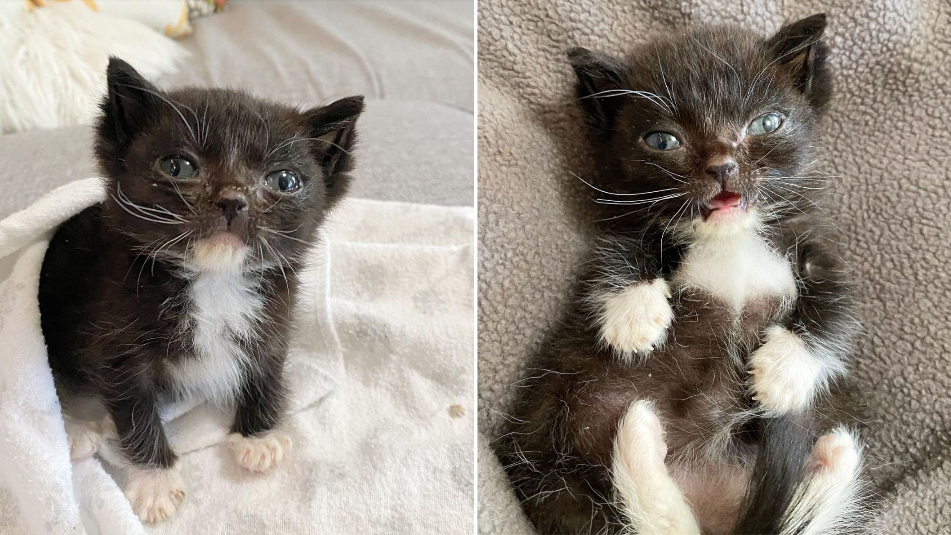 tiny kitten