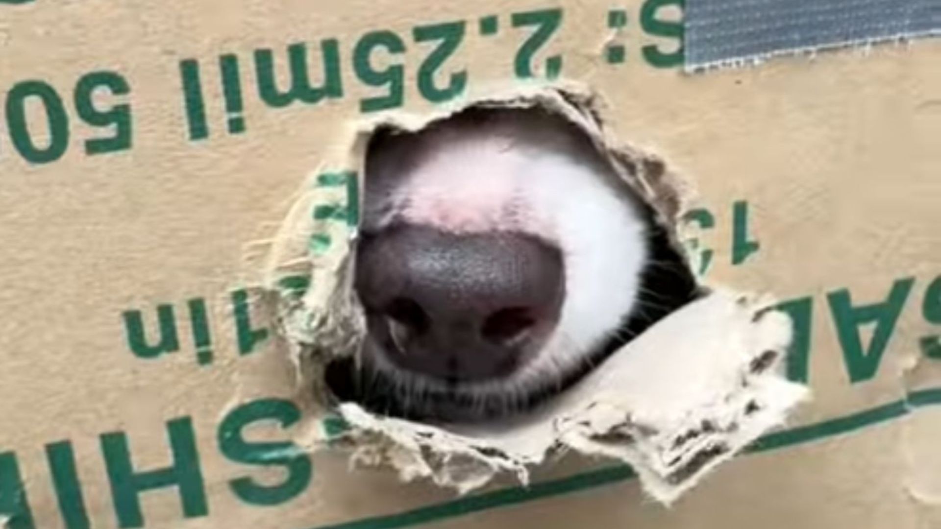 dog in a box
