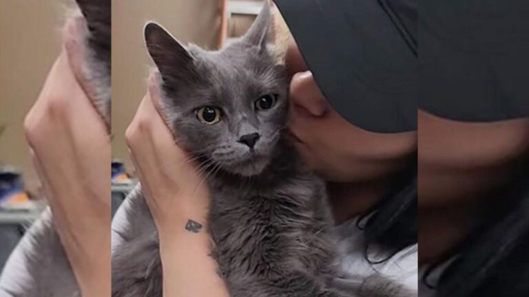 Las Vegas Cat Seeks Refuge In A Bucket During Rainstorm Minutes After Losing Her Babies