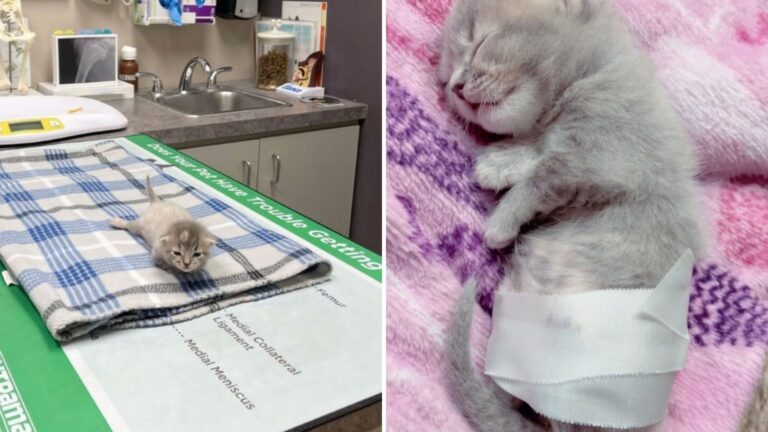 kitten with taped legs