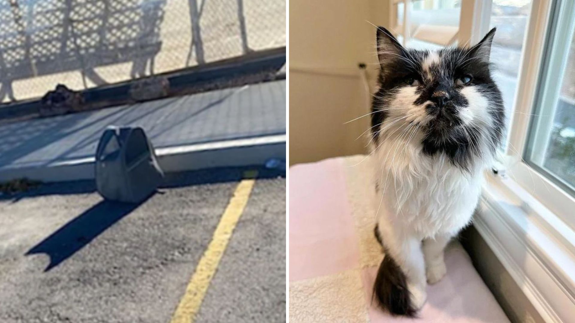 cat in a parking