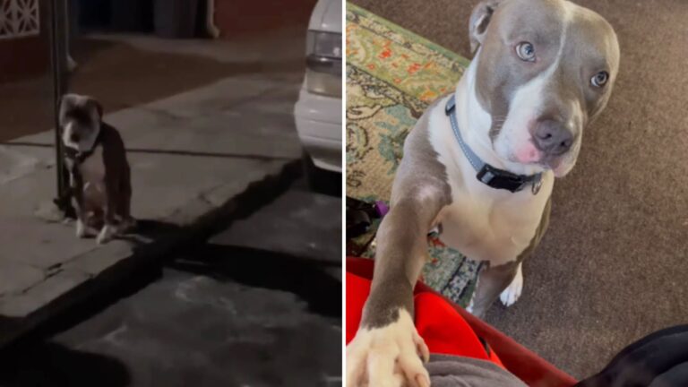 dog tied to a pole