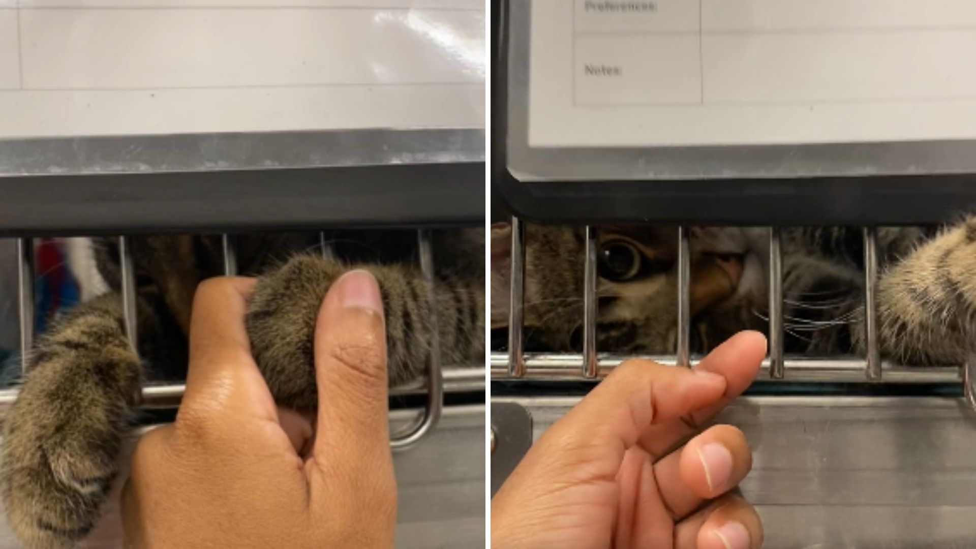 lonely shelter cat begs for love