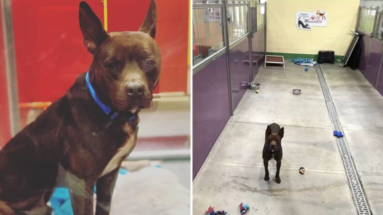 shelter pittie