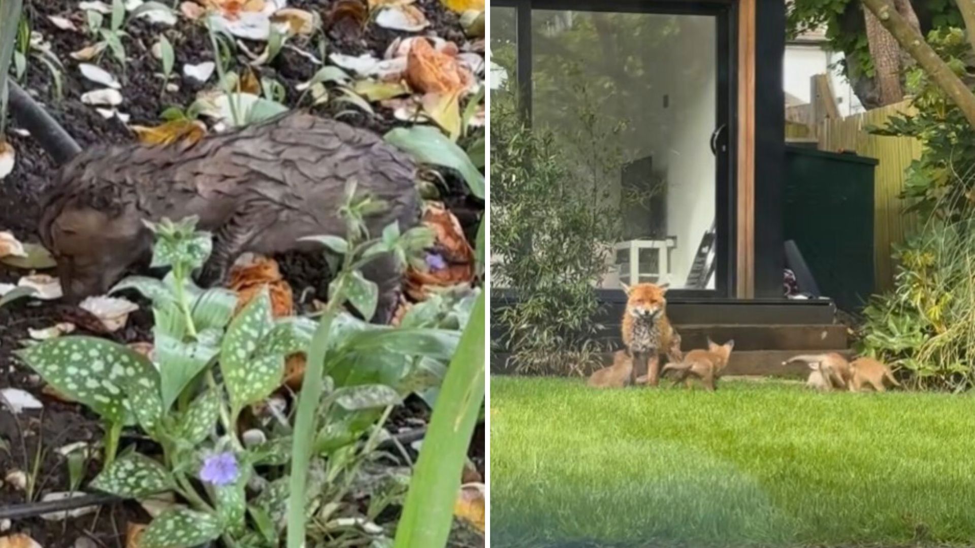fox in the yard
