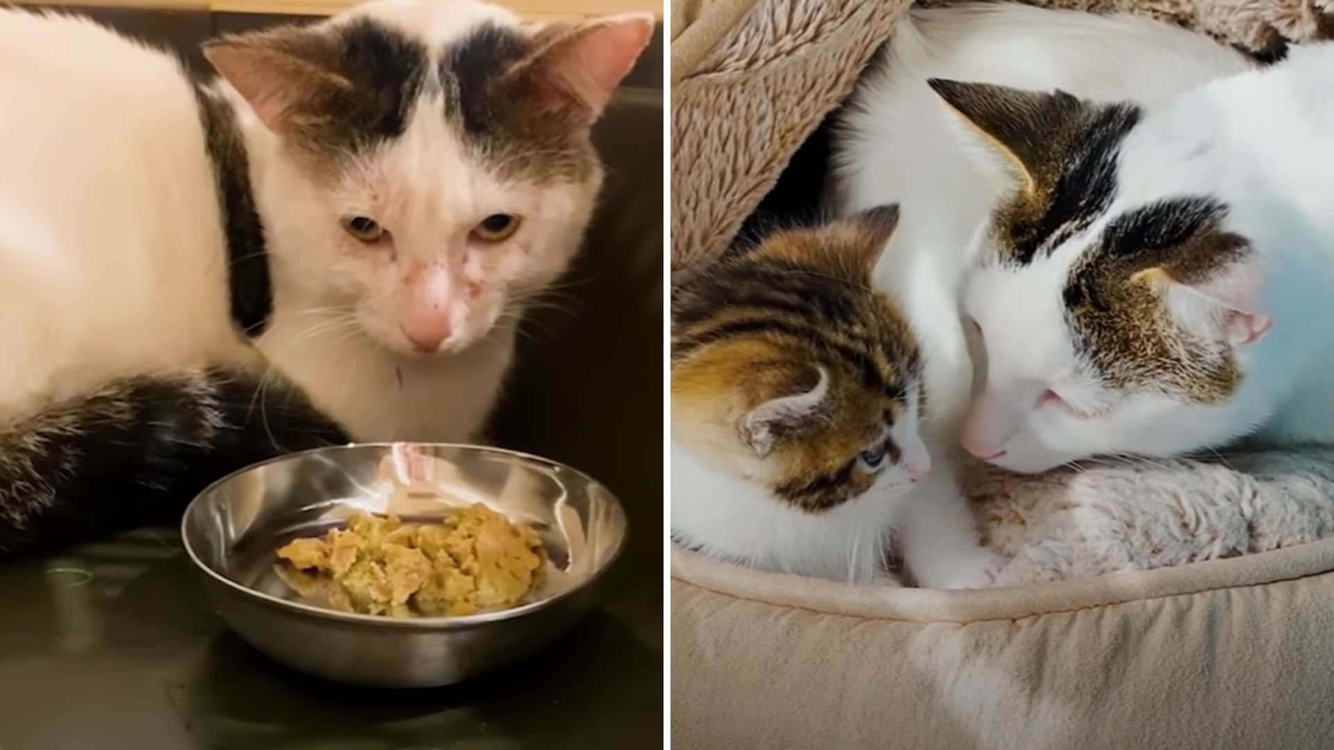 Los Angeles Aggressive Cat Missing Front Legs Softens After Meeting A Helpless Kitten