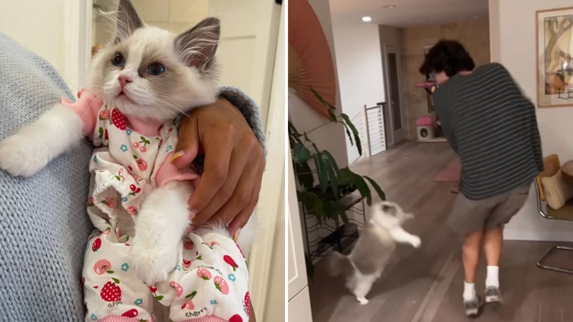 playful cat