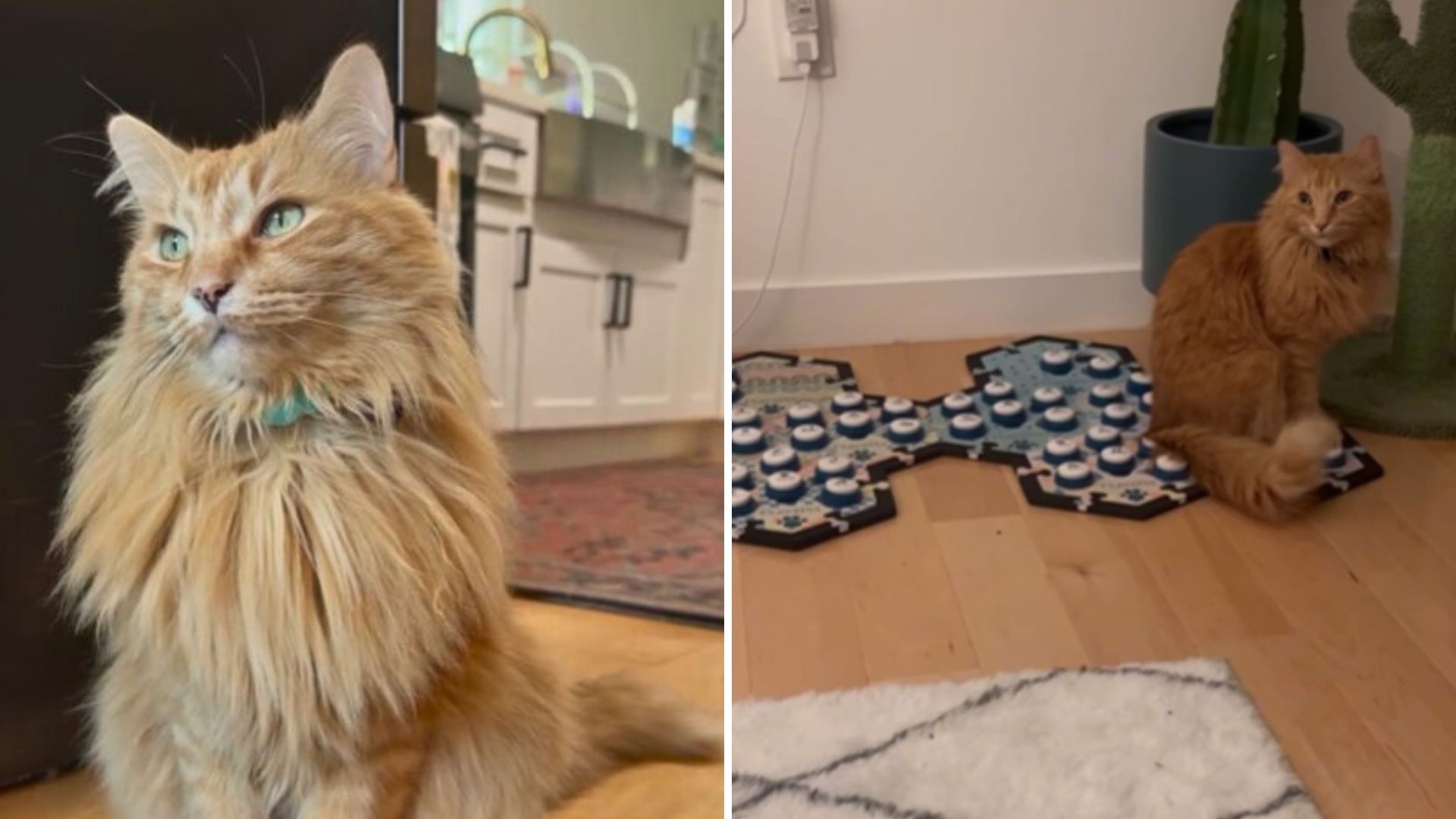cat using speech buttons