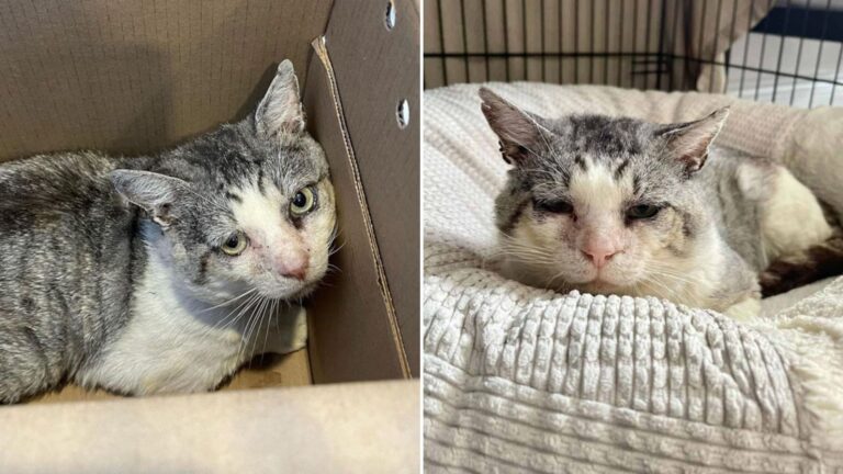 cat escapes euthanasia thanks to a miracle