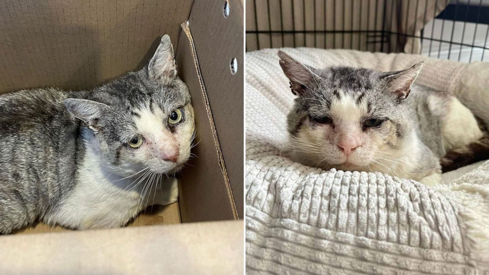 cat escapes euthanasia thanks to a miracle