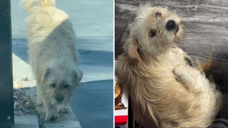 pup shivering at drive thru
