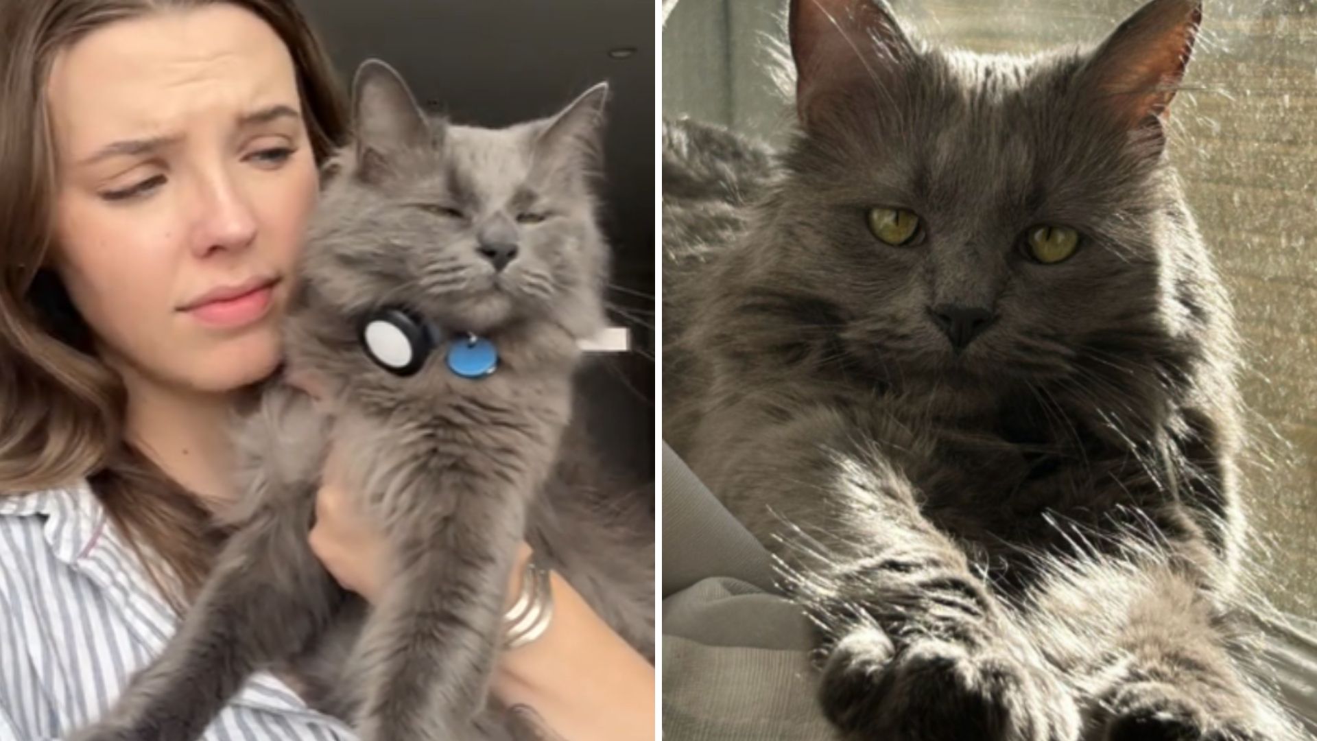 cat has strange habit