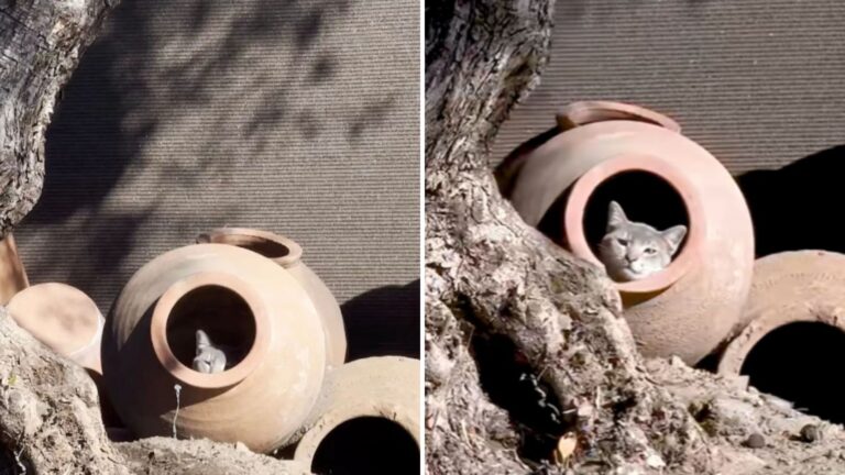 Los Angeles Pottery Shop Worker Approaches A Clay Pot And Freezes At What She Sees