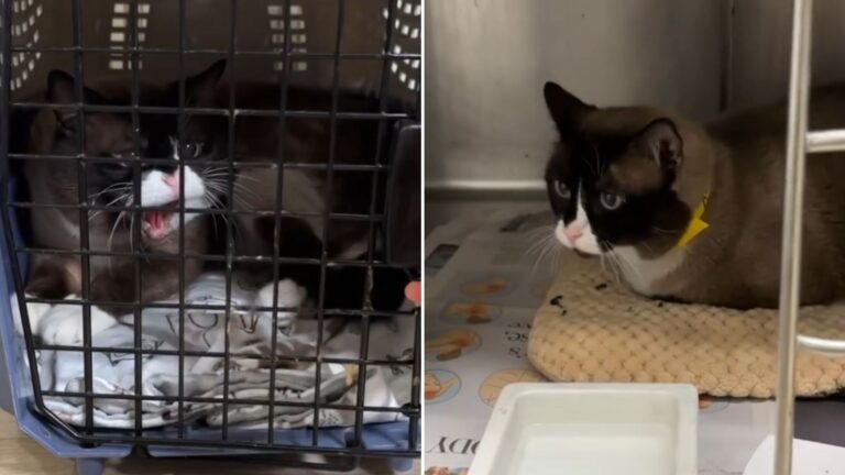 cat labeled as aggressive transforms