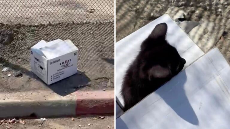 Los Angeles Woman Walks Past A White Box Then A Tiny Fluffy Head Pops Out