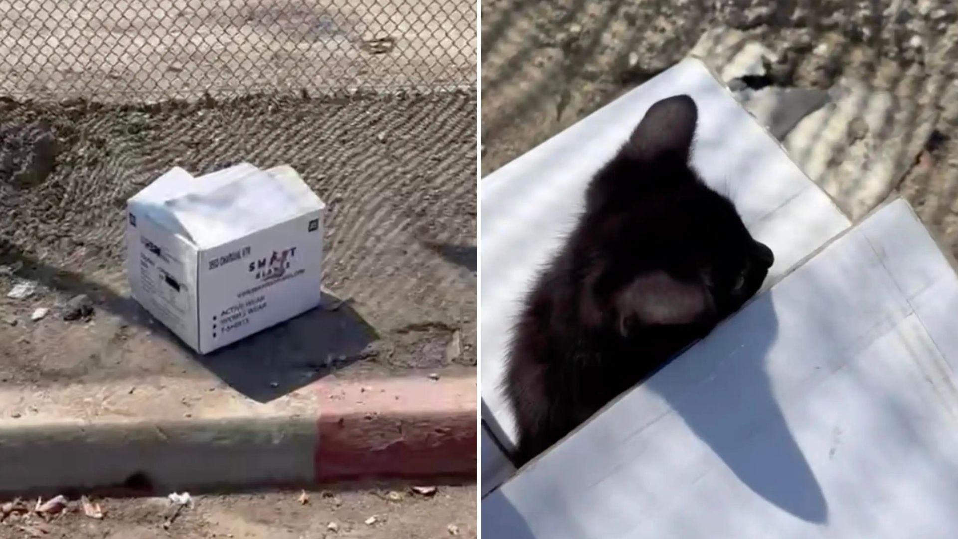 Los Angeles Woman Walks Past A White Box Then A Tiny Fluffy Head Pops Out