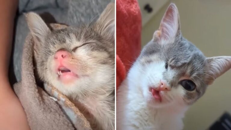 Louisiana Kitten Who Lost An Eye Showed Strength Until His Tiny Body Gave Out