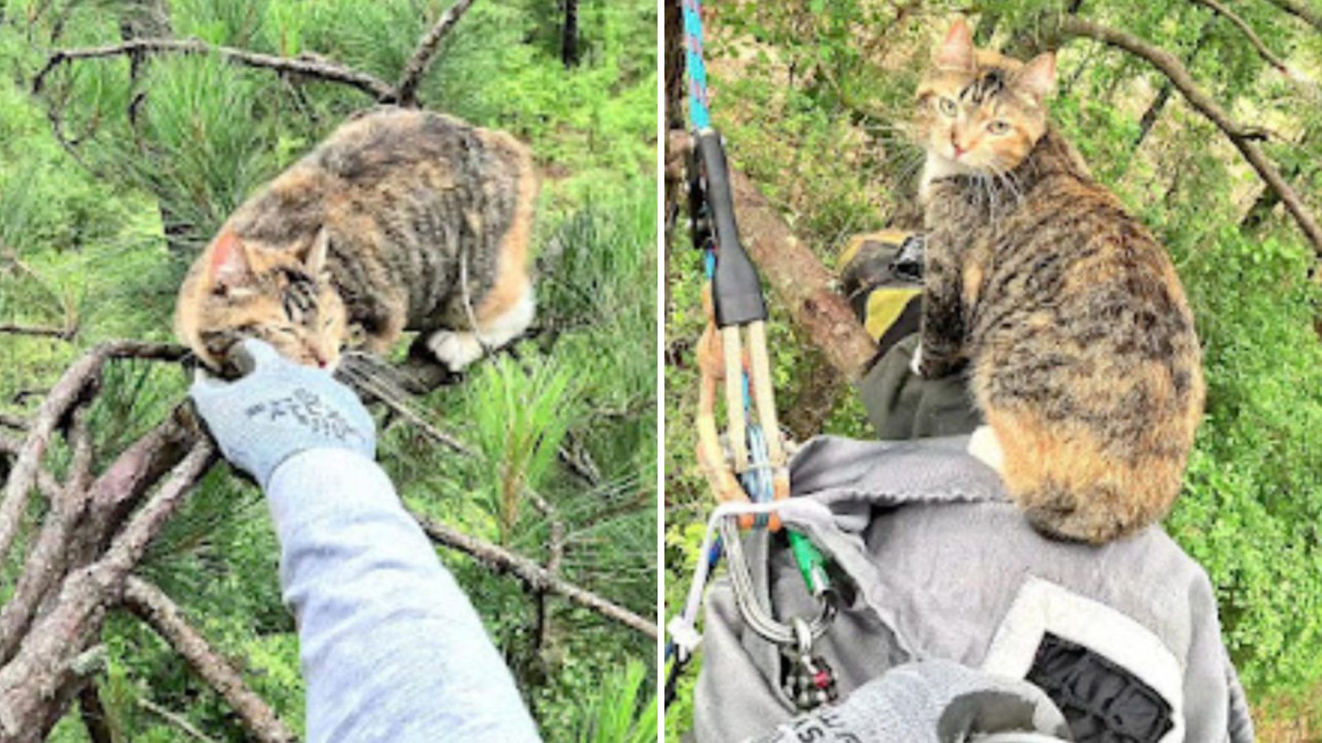 Louisiana Rescuers Save Cat Who Climbed A Tree To Escape Dogs And Got Stuck For Days