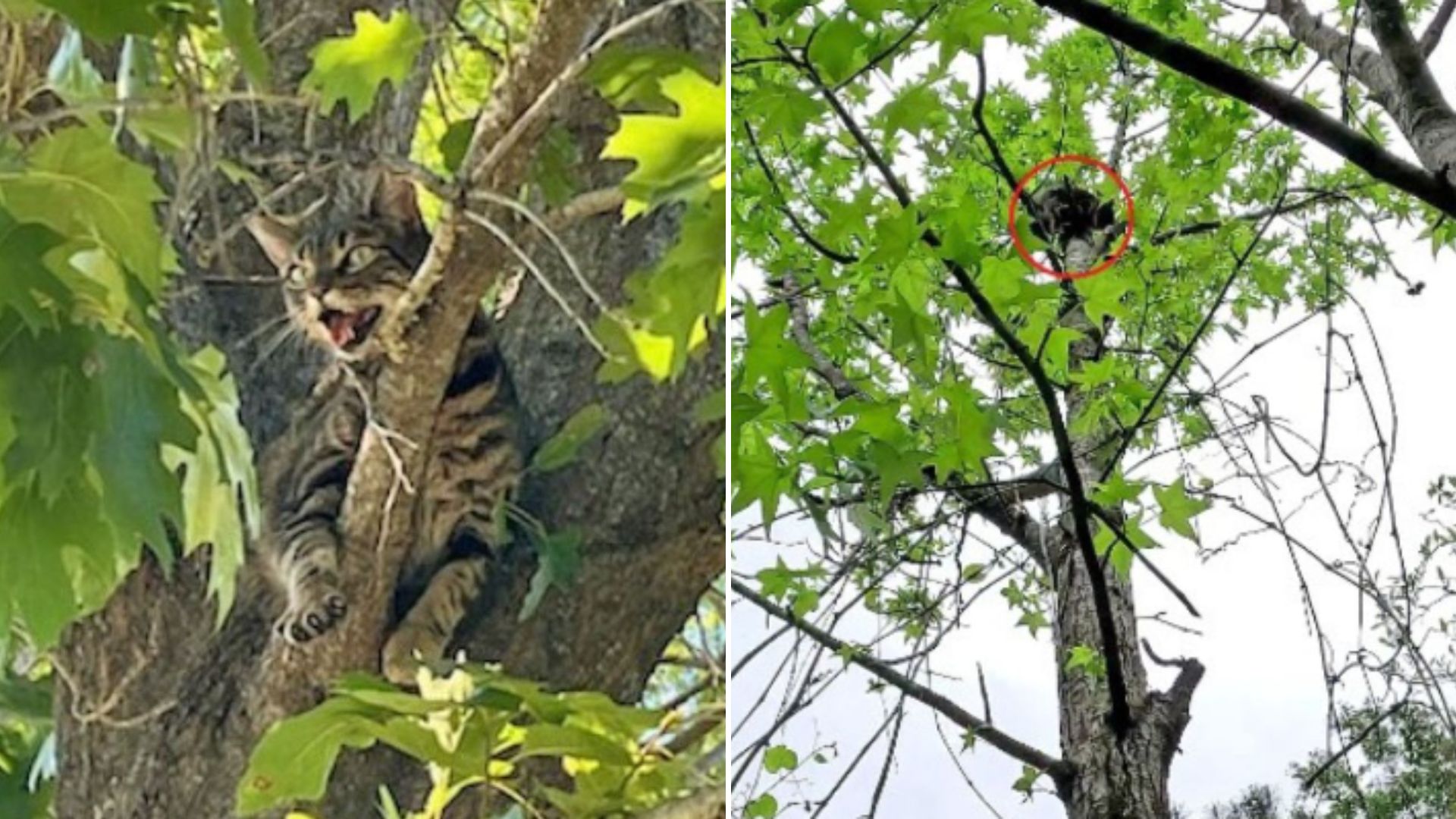 Cat Stuck In A Tree