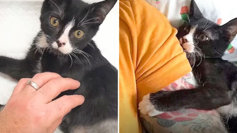 Man Drives 20 Hours Risking His Marriage To Save A Cat From Euthanasia At Palm Springs Shelter
