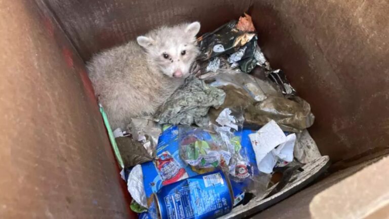 animal in trash bin