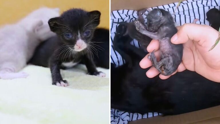 abandoned kittens