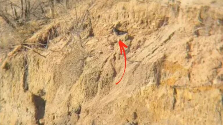 animal on a cliff
