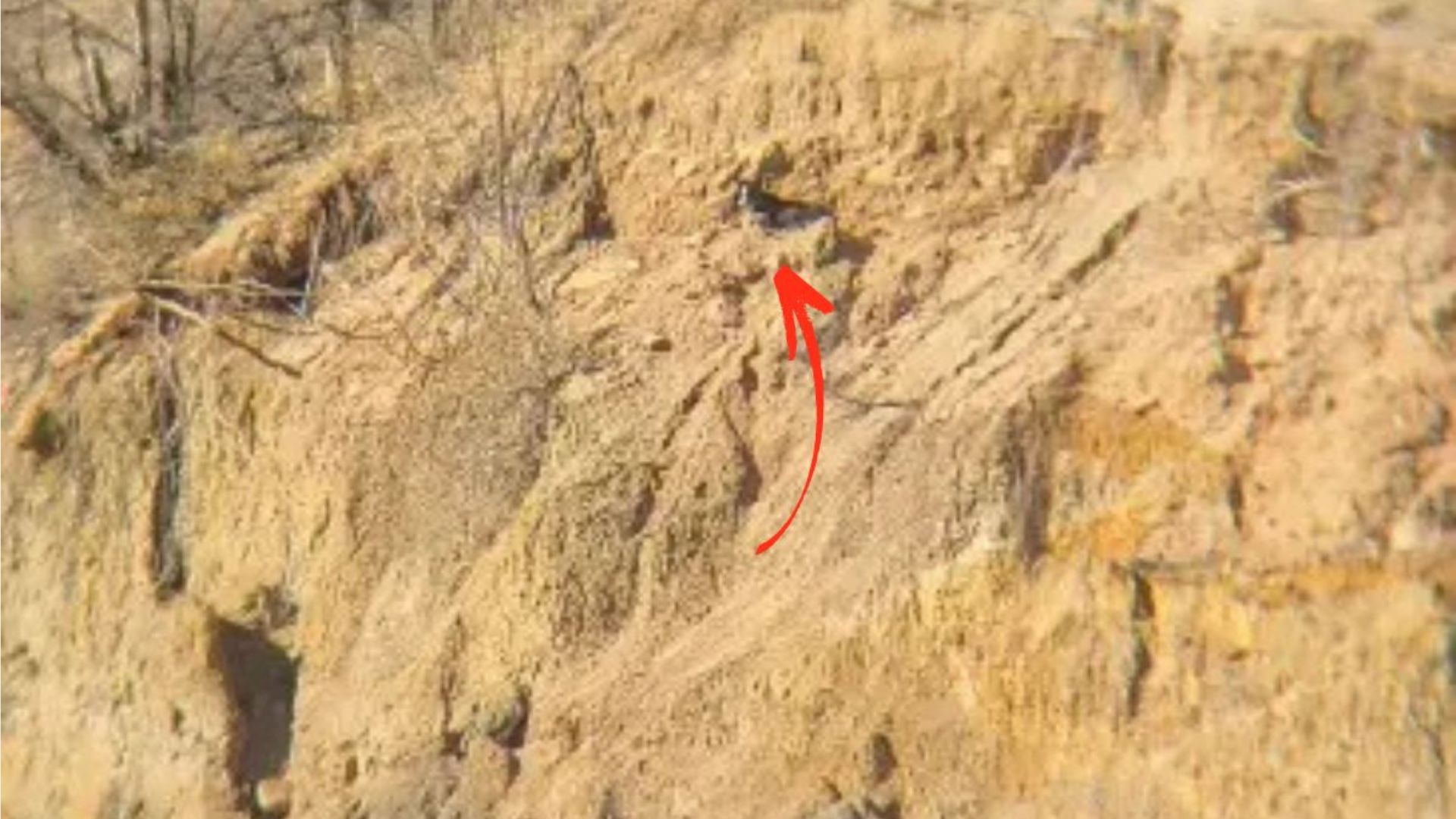 animal on a cliff