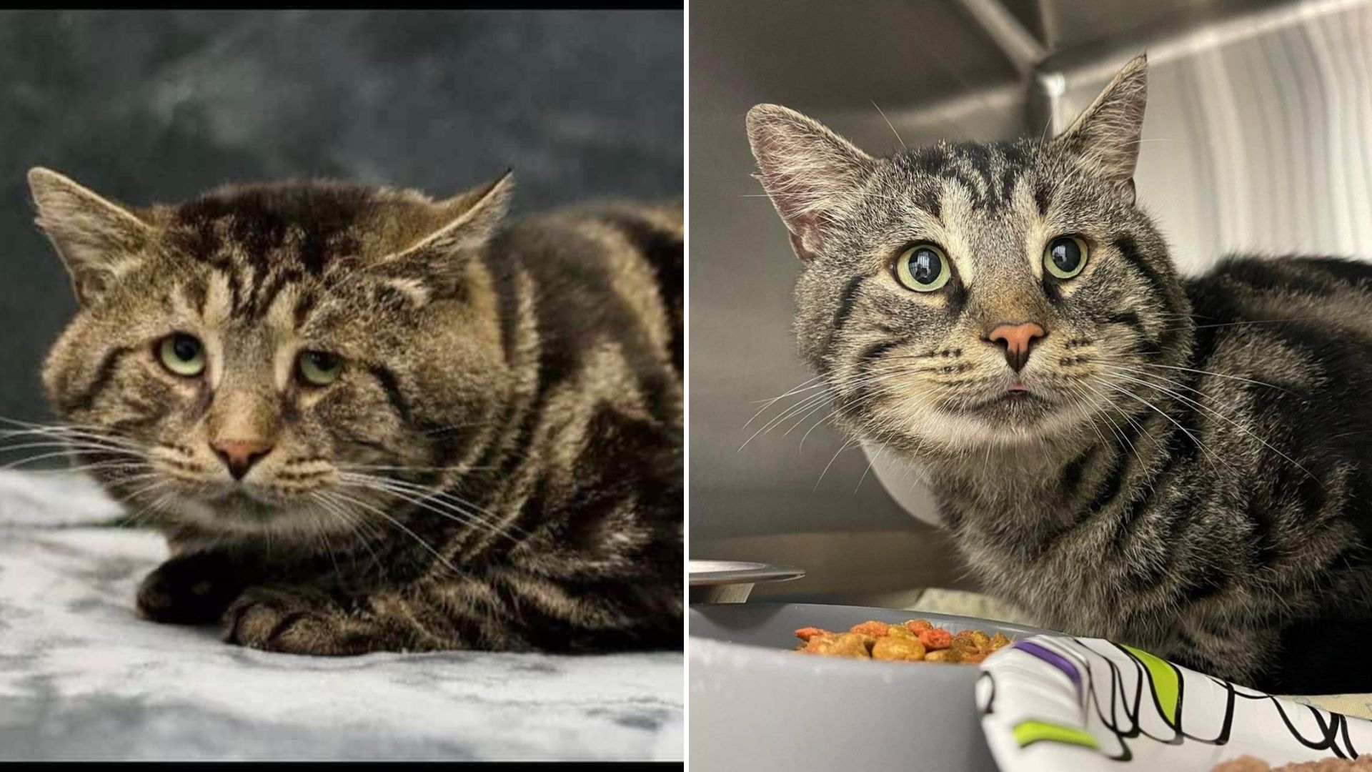 adopted cat