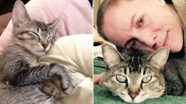 emotional love between woman and cat