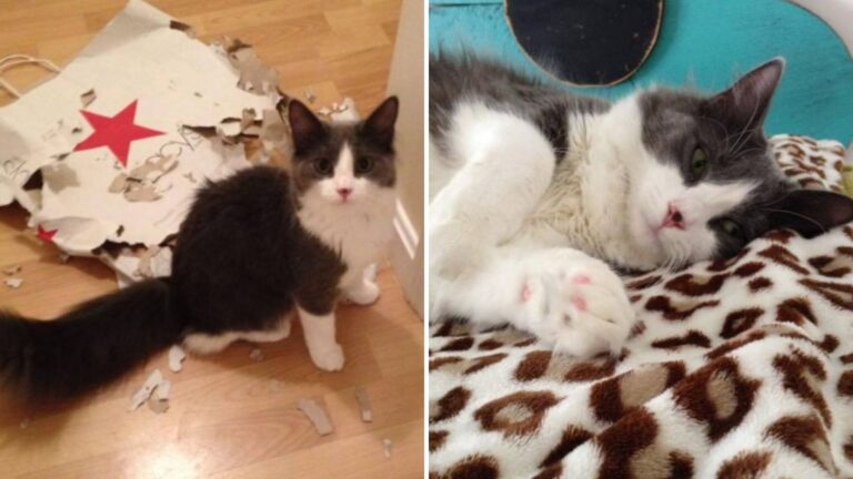 Massachusetts Cat Returns Home Six Years After Disappearing From Apartment Window