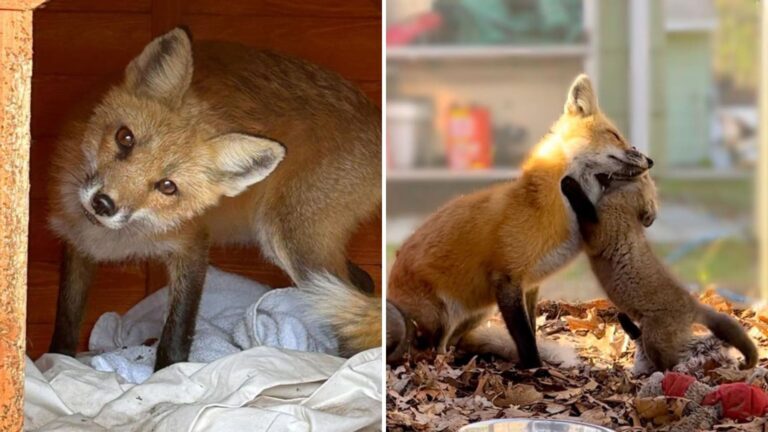 Massachusetts Rescue Fox Once Heartbroken Welcomes Three Orphaned Furbabies