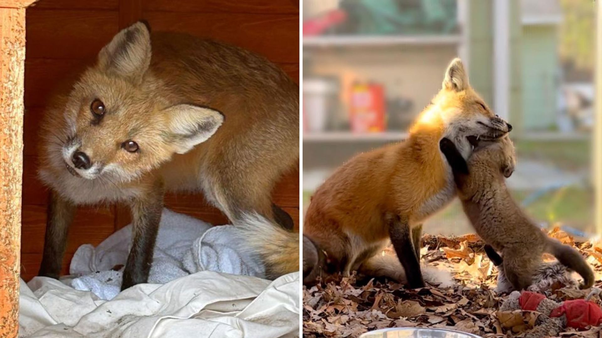 Massachusetts Rescue Fox Once Heartbroken Welcomes Three Orphaned Furbabies
