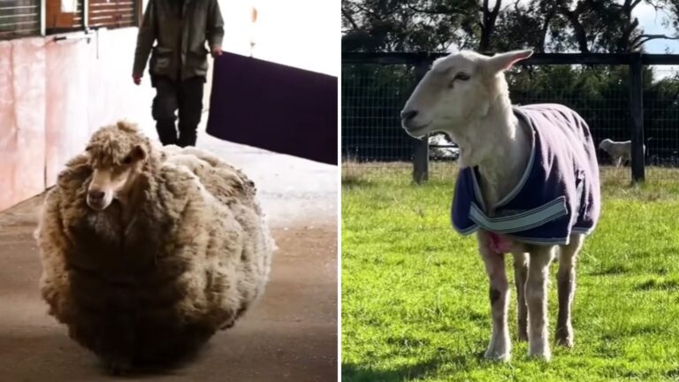 Matted Sheep Gets Her First Grooming After Years Of Roaming A Remote Hill