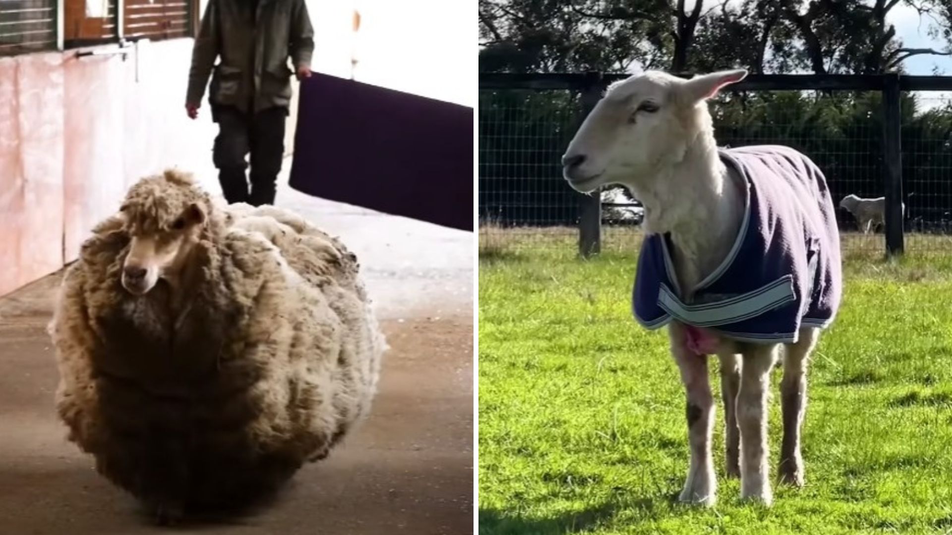 Matted Sheep Gets Her First Grooming After Years Of Roaming A Remote Hill