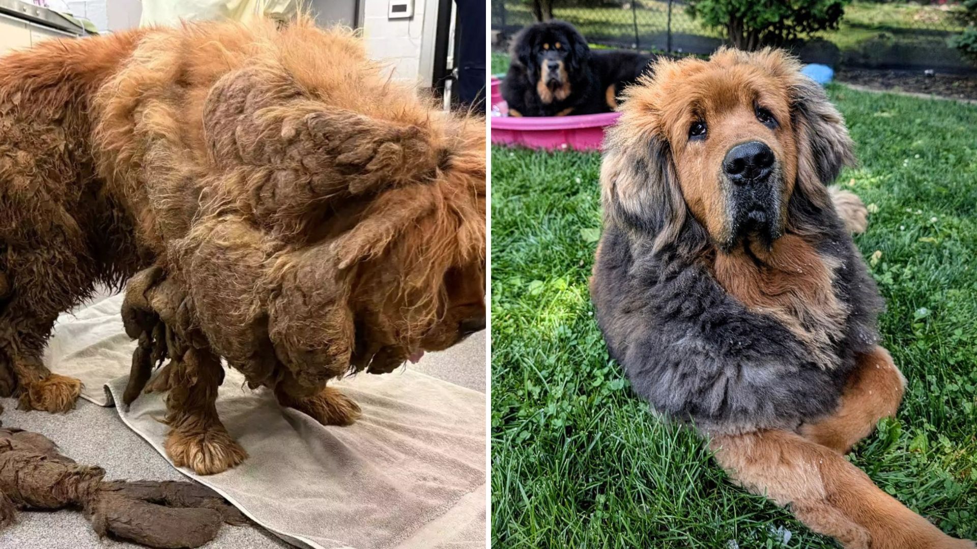 matted dog