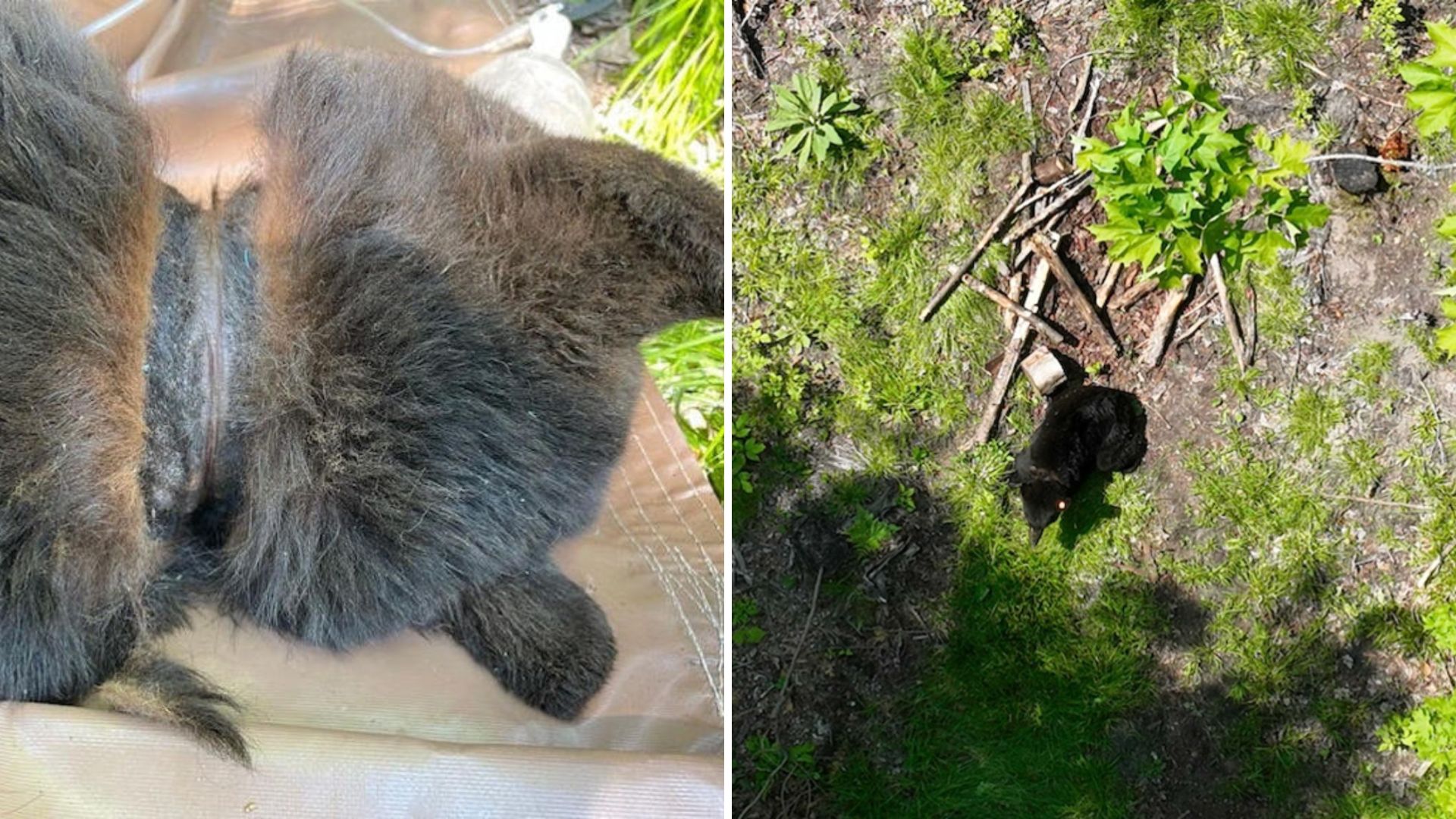 Michigan Bear Finally Gets Freedom After Two Years Of Suffering
