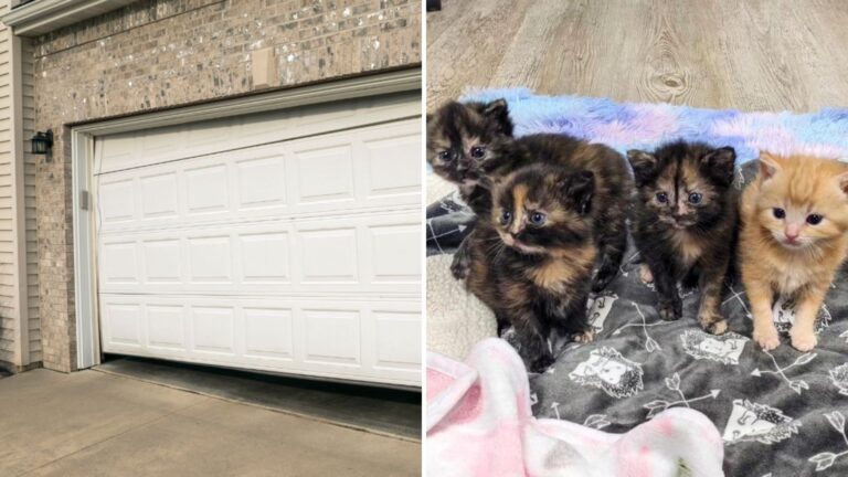 cute cat babies