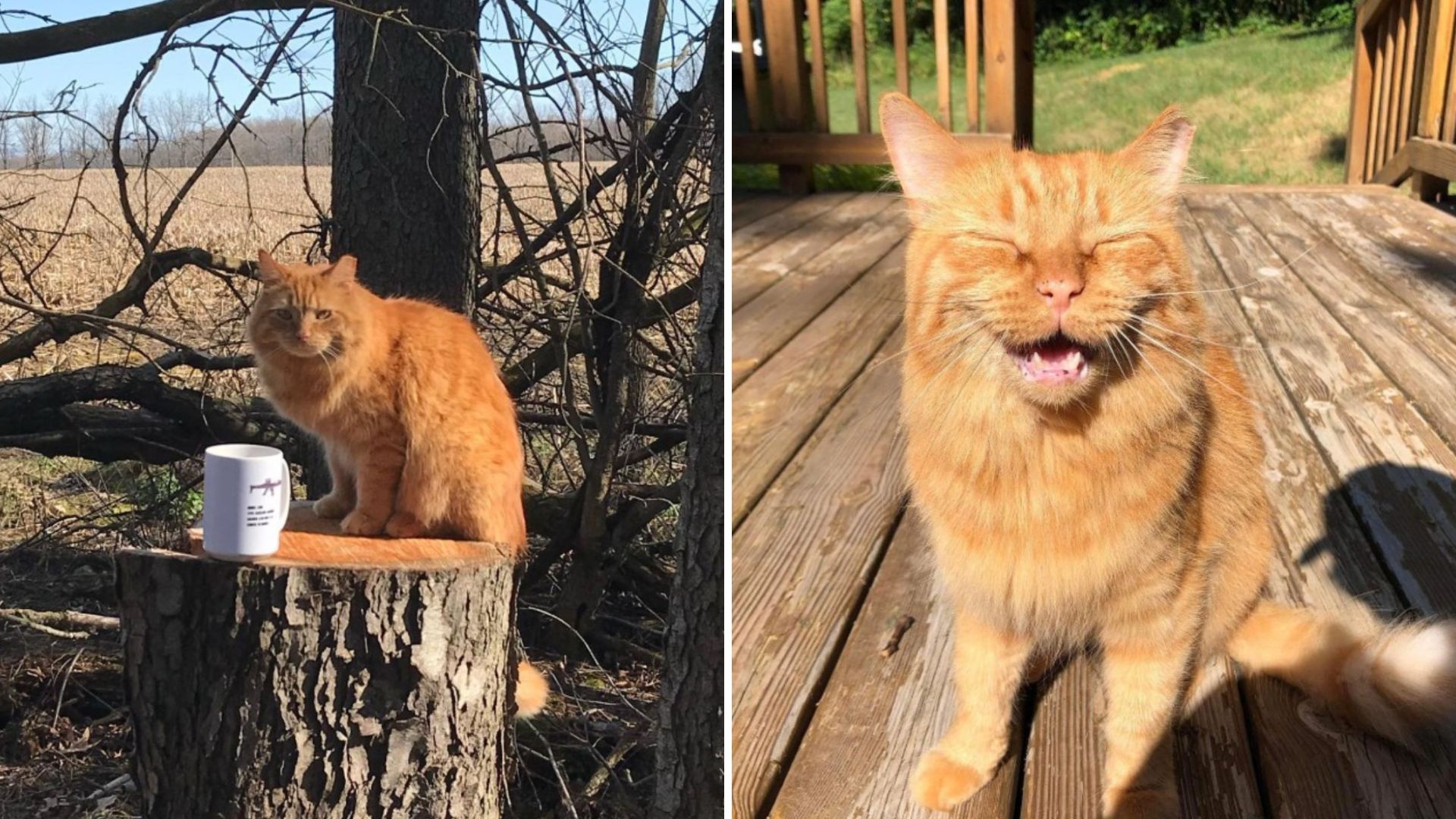 Michigan Man Spends Months Befriending A Stray Cat Before A Surprise Happens