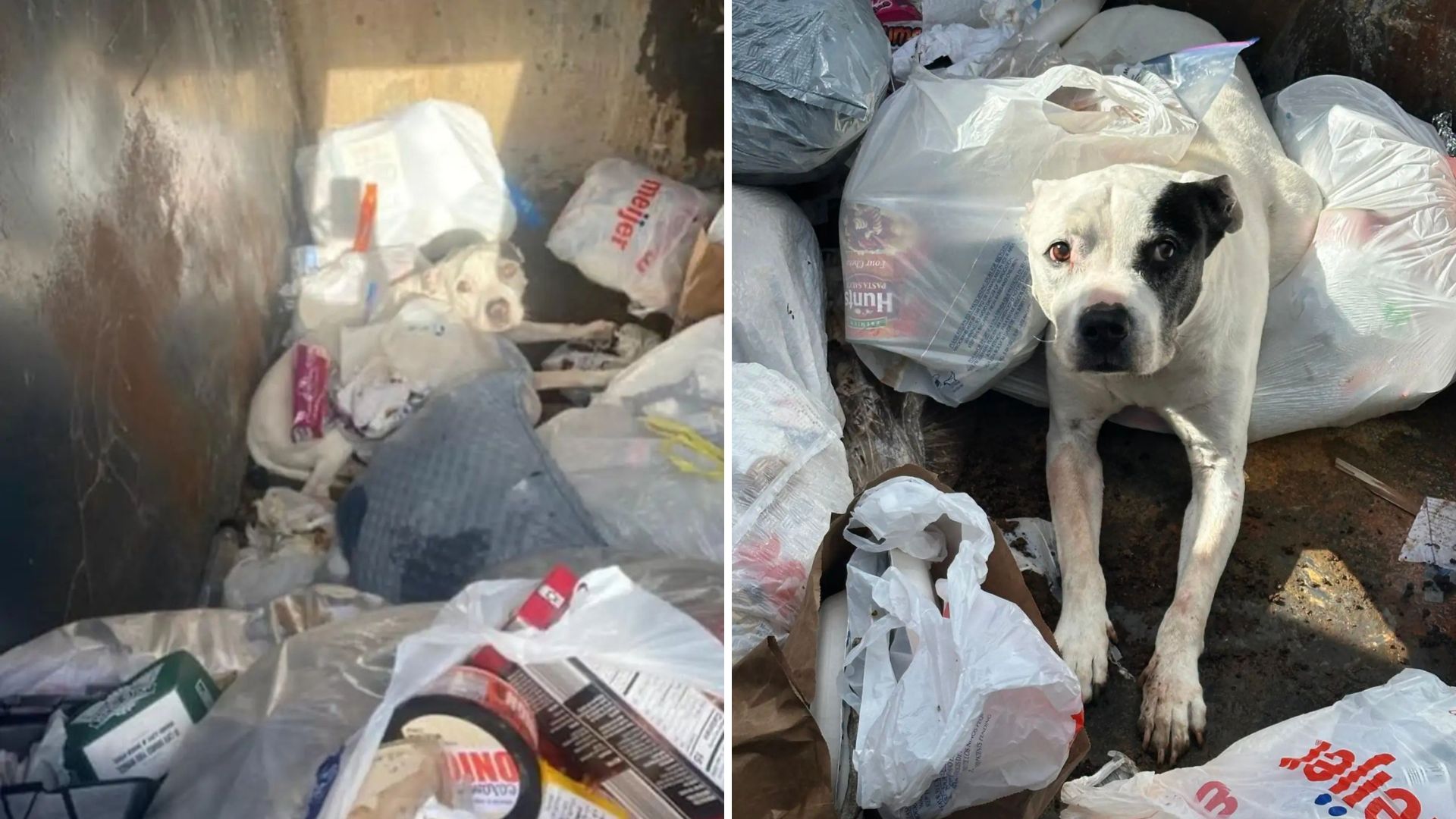 dog in a dumpster