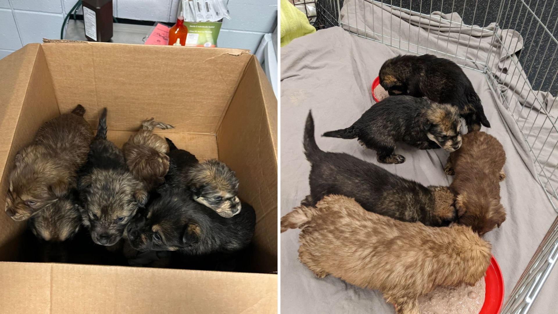 puppies found in a box