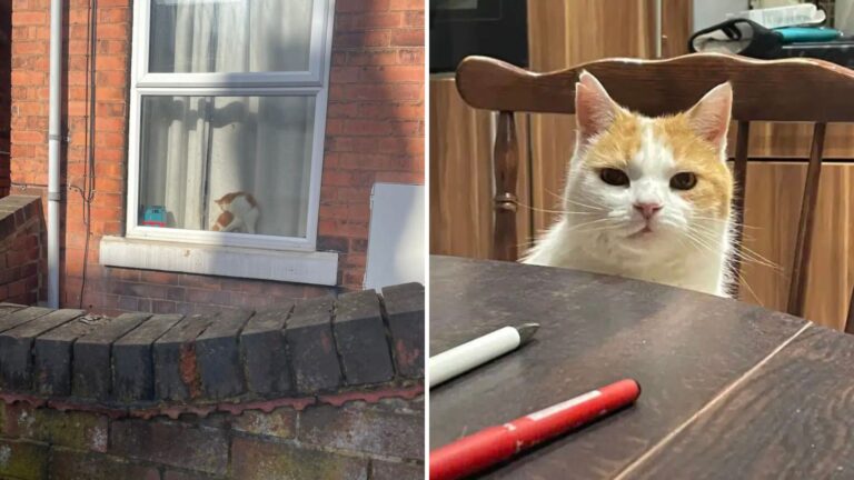 teen spots her cat behind strangers window