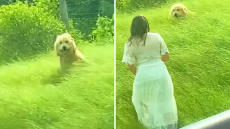 abandoned dog by the highway