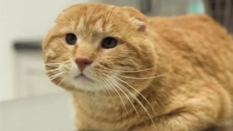 Milwaukee Cat Trades Stray Struggles For 'Car Wash' Snuggles And His Story Will Melt Your Heart