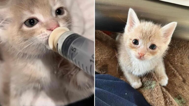 kitten survives days without food and water
